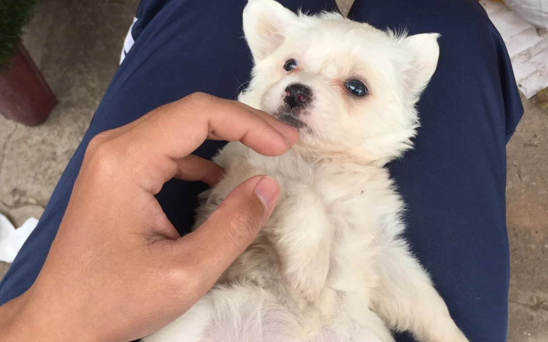 Ai Tóm tắt giúp truyện chữ 0.52 Novel Online