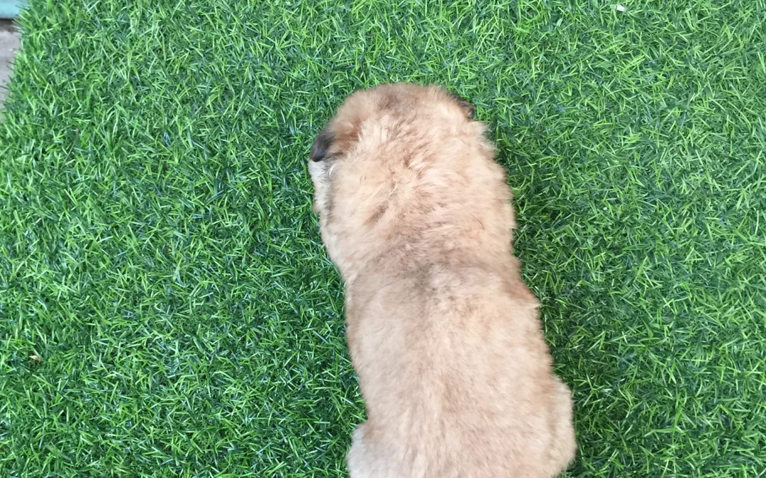 Gốc đánh giá truyện chữ Gặp dịp thì chơi ( giới giải trí ) Novel Online