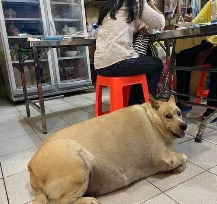 Gốc đánh giá truyện chữ Thám Hoa lang Novel Online