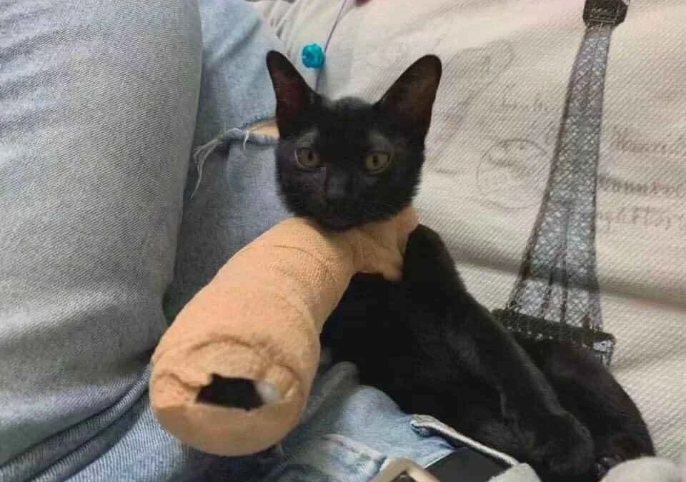 Gốc đánh giá truyện tranh 4344 Online