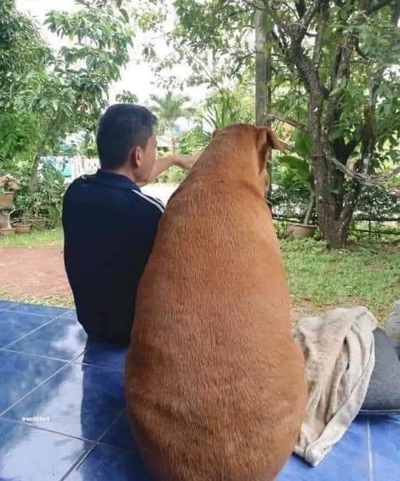 Gốc đánh giá truyện tranh 3538 Online