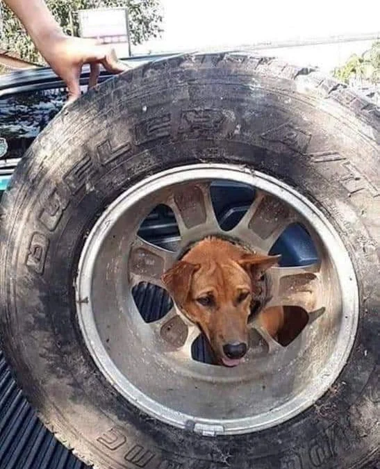 Thảo Luận truyện tranh Trọng Sinh Chi Hao Môn Cường Thế Quy Lai Online