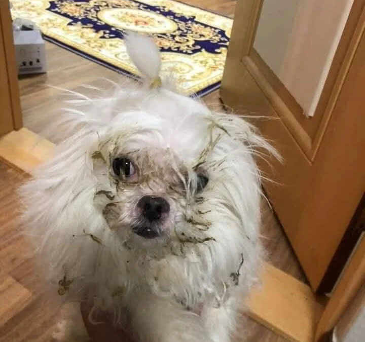 Ai Tóm tắt giúp truyện chữ Quất tòa uy vũ   Novel Online