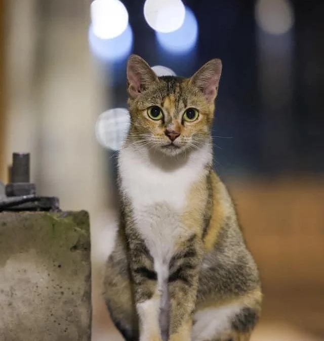 Review truyện tranh Trọng sinh chi kiếm thần quy lai Online