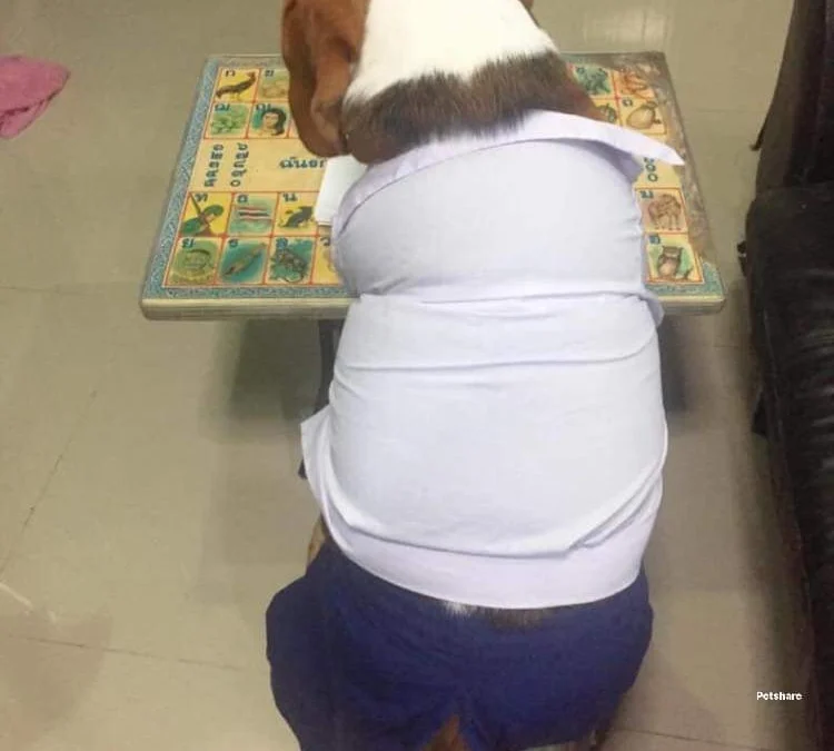 Ai Tóm tắt giúp truyện chữ Nàng không có hảo tâm Novel Online