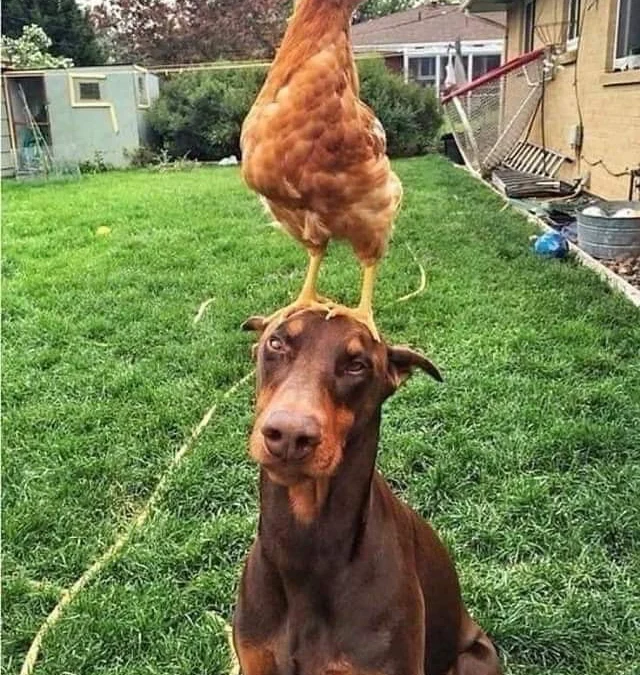 Review về  truyện chữ Ta dưỡng ngươi   Novel Online