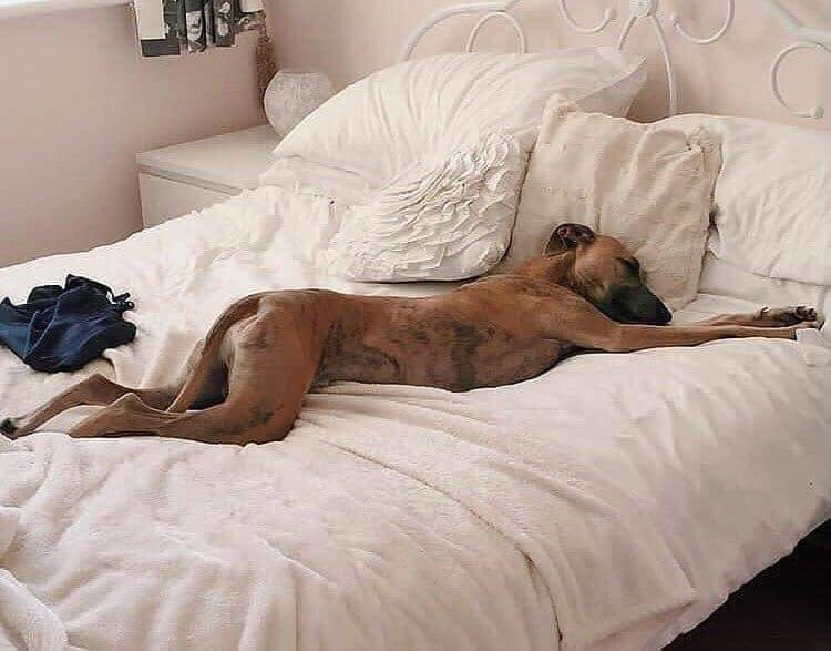 Ai Tóm tắt giúp truyện chữ Từ nhỏ phá kiếm bắt đầu tiến hóa  Novel Online