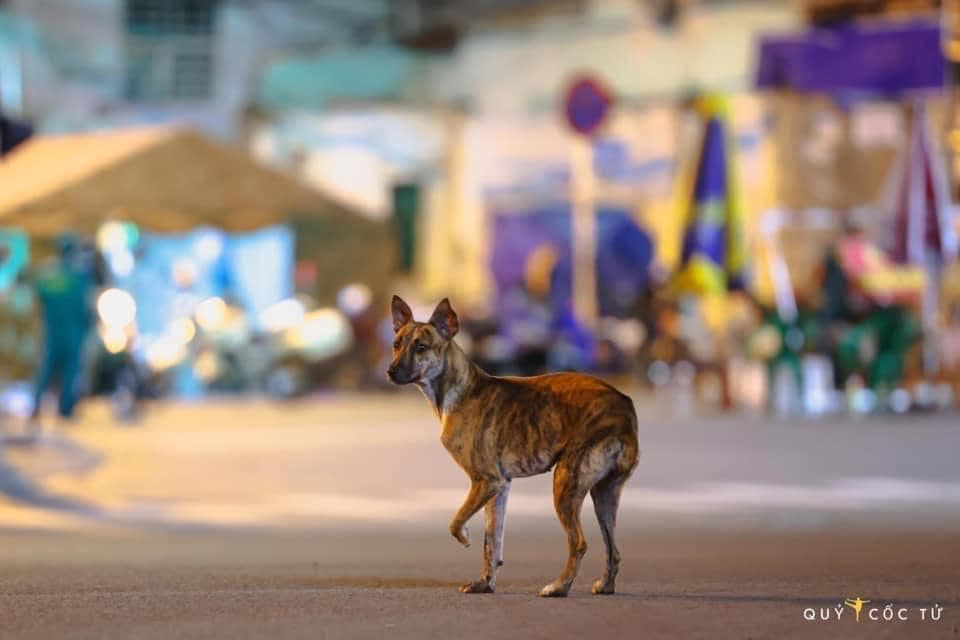 Gốc đánh giá truyện tranh Tối Cường Vận Đào Hoa Online