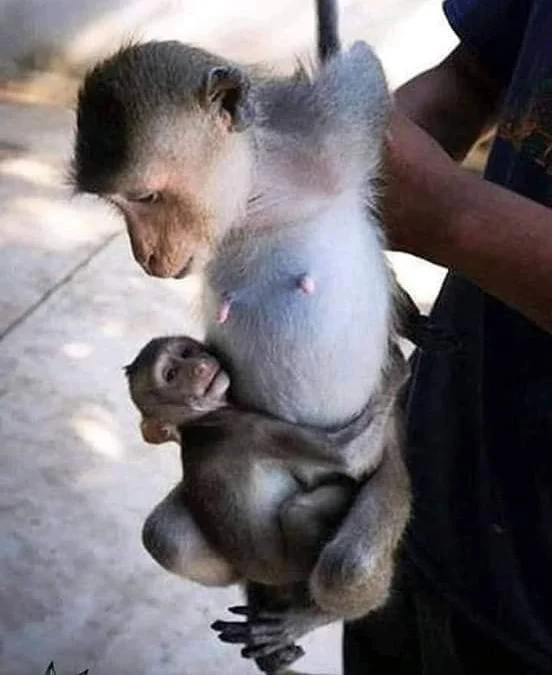 Review truyện tranh Ác Nữ Cần Bạo Chúa Online