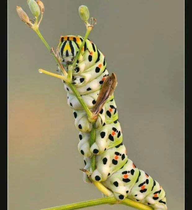 Review truyện tranh Chung Cư Yêu Quái Online