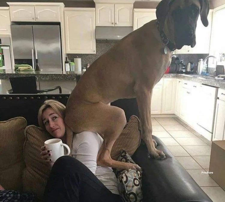 Thảo Luận truyện chữ Đạo sĩ xuống núi, sáu cái sư tỷ đều hộ ta Novel Online