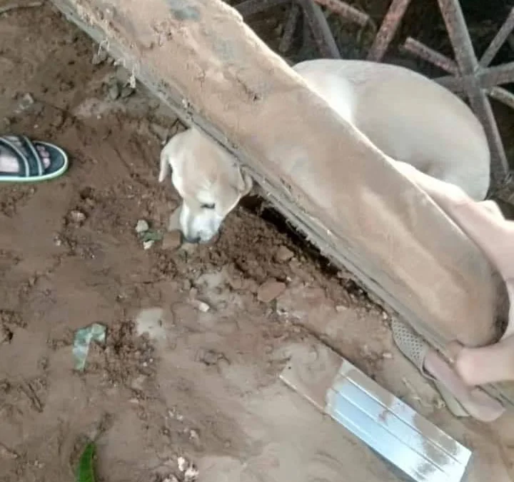 Gốc đánh giá truyện chữ [ xuyên nhanh ] Một giấc ngủ dậy ta thiếu ba trăm triệu Novel Online