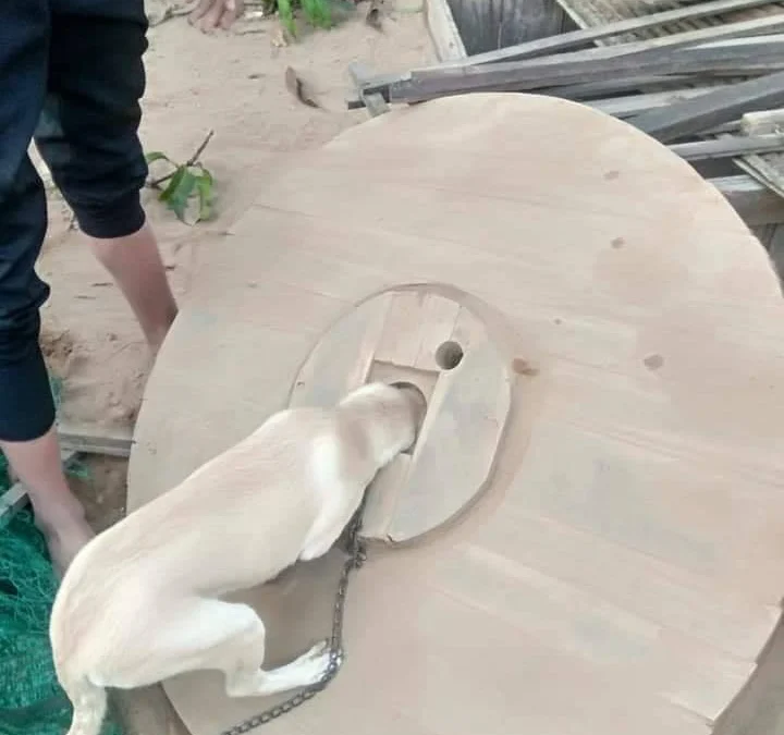 Review truyện tranh Trọng Sinh Thành Cậu Vàng Tại Dị Thế Online