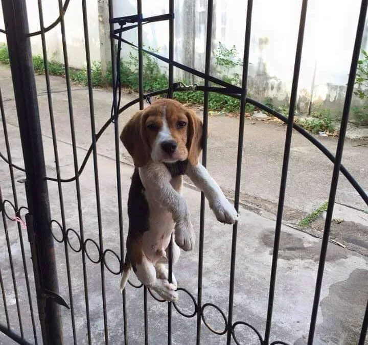 Review truyện tranh Thần hủy diệt: Magu-chan Online