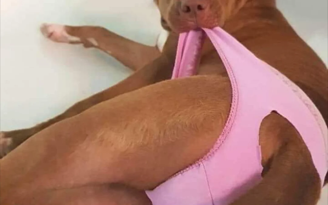 Gốc đánh giá truyện chữ Ta là tiểu công chúa, là phải dùng sủng Novel Online