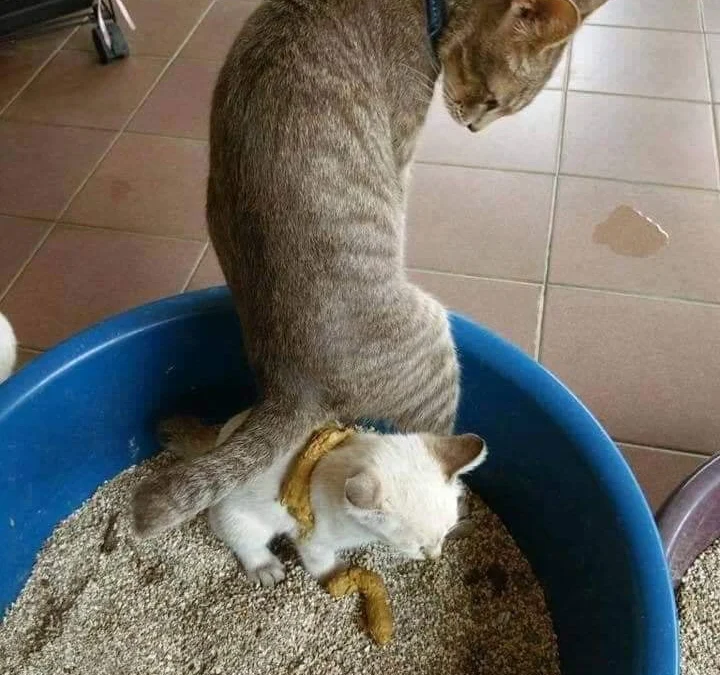 Review truyện tranh 4146 Online