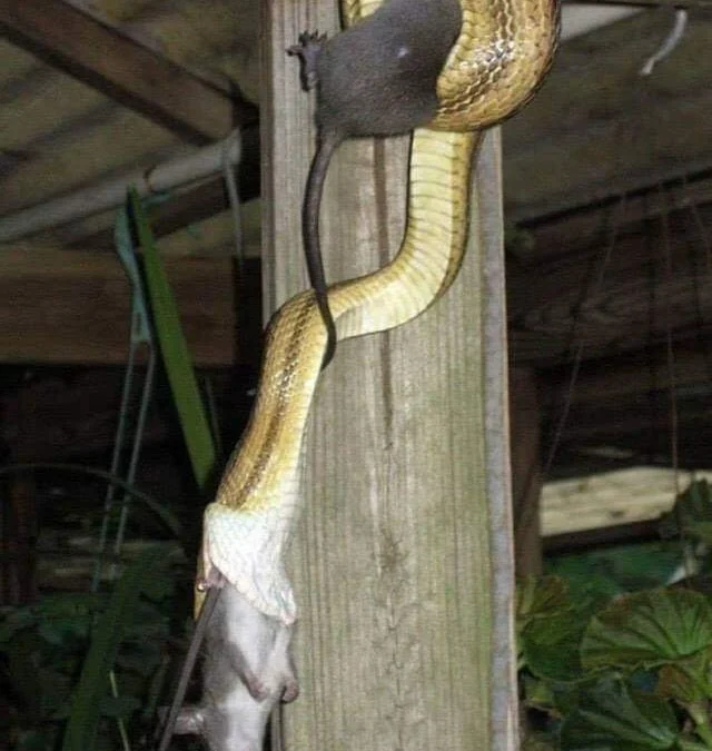 Review truyện tranh 3380 Online