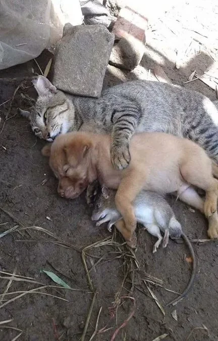 Gốc đánh giá truyện tranh 3373 Online