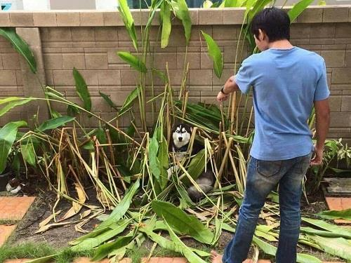 Gốc đánh giá truyện tranh 4227 Online