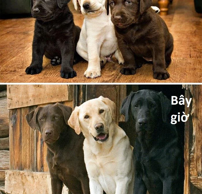 Review truyện tranh 3572 Online