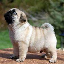 Thảo Luận truyện tranh Isekai Kenja No Tensei Musou ~ Game No Chishiki De Isekai Saikyou ~ Online