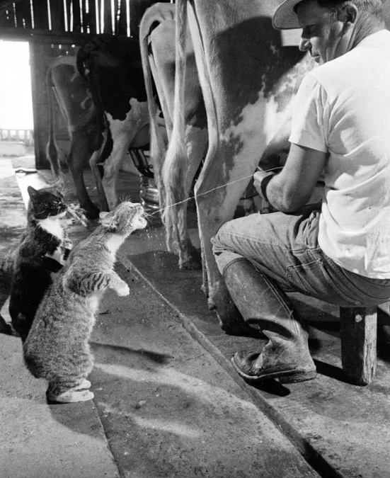 Thảo Luận truyện chữ Liêu đến ngươi nhập diễn Novel Online