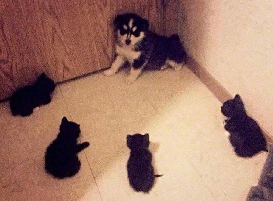 Thảo Luận truyện tranh Trò chơi ma sói: Cáo điên Online