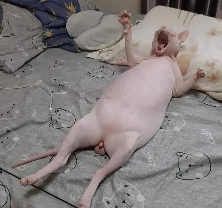 Thảo Luận truyện chữ Tử Thần chi mạnh nhất kiếm tám  Novel Online