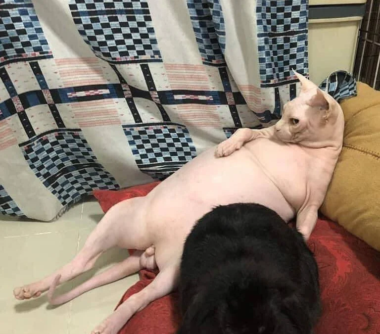 Thảo Luận truyện chữ Bệnh mỹ nhân hoàng đế hãm sâu Tu La tràng  Novel Online