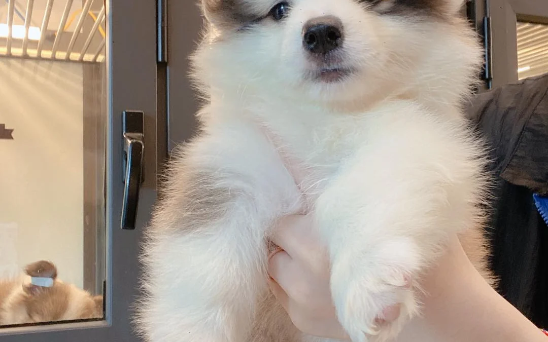 Tóm tắt truyện chữ Ta mộng tưởng là ngươi nha Novel Online