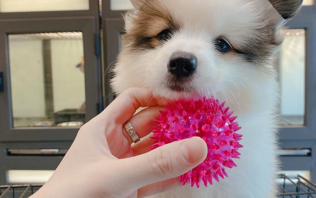 Ai Tóm tắt giúp truyện chữ Quan chỉ huy xà thê ( ABO ) Novel Online