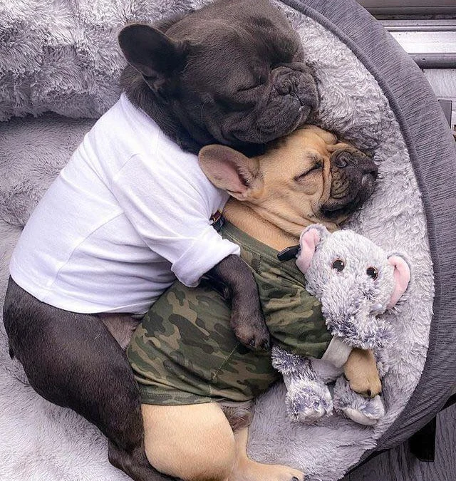 Ai Tóm tắt giúp truyện chữ Úc gia bị phu nhân tiếng lòng khí điên rồi Novel Online