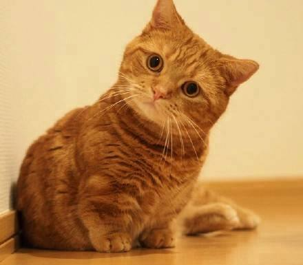 Thảo Luận truyện tranh Zero Game Online