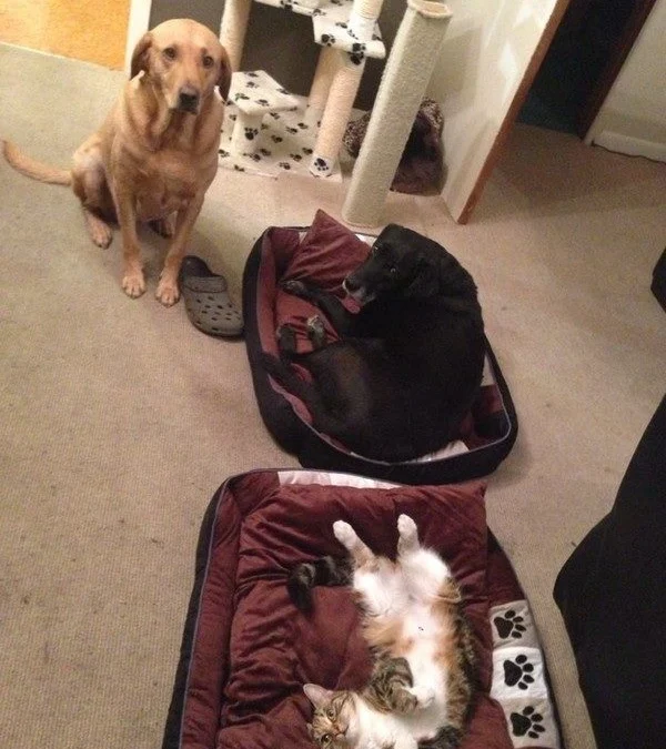 Gốc đánh giá truyện chữ Bàn long sâu uyên đao ma  Novel Online