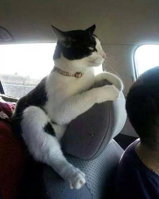 Review về  truyện chữ 【 mạt thế 】Đại lão gia tiểu bạch hoa  Novel Online