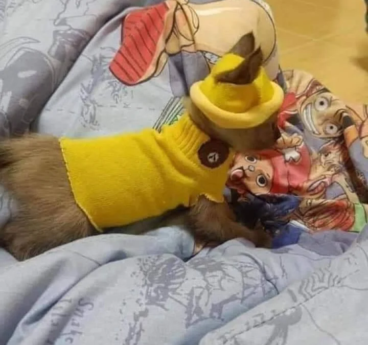 Thảo Luận truyện tranh Trọng Sinh Chi Song Diện Cừu Phục Ký Online