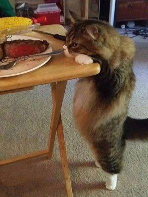 Thảo Luận truyện chữ Xuyên qua nữ tôn sau ta cá mặn Novel Online