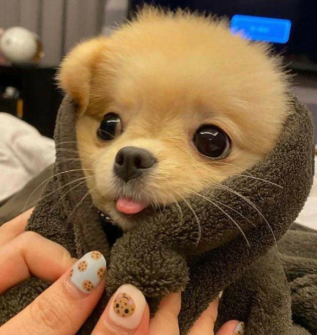 Gốc đánh giá truyện chữ Tiểu phu lang trời sinh sẽ kiếm tiền  Novel Online