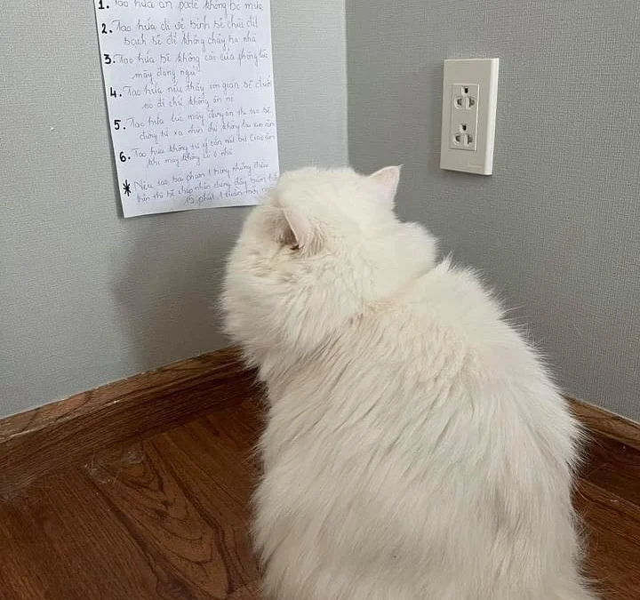 Review về  truyện chữ Cái này luật sư không hảo truy Novel Online