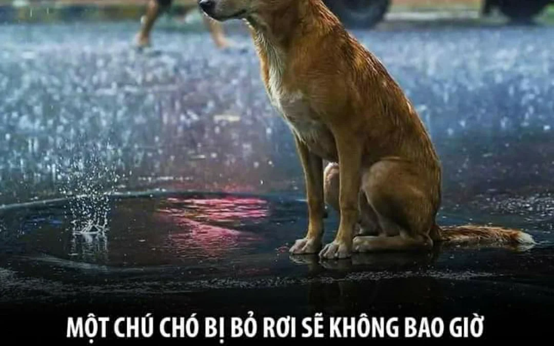 Review về  truyện chữ Hắn miêu đáng yêu mê người Novel Online