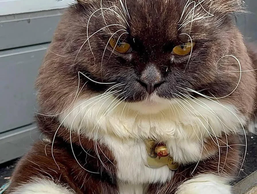 Review về  truyện chữ Tra nam tiền nhiệm, ngươi bạch nguyệt quang đối ta như hổ rình mồi Novel Online