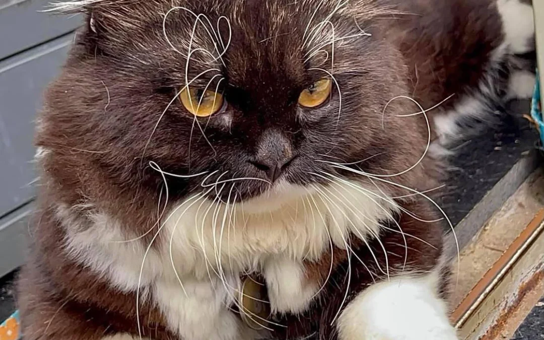 Thảo Luận truyện tranh Nữ Vương Đích Thủ Thuật Đao Online