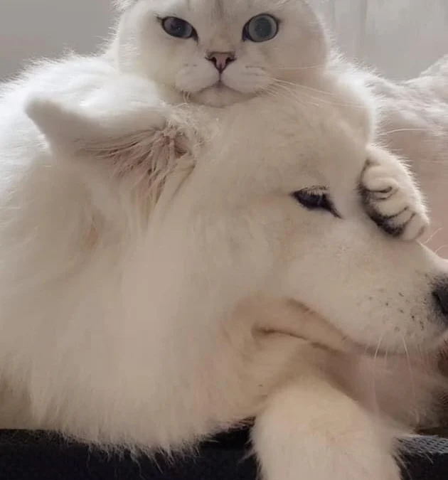 Thảo Luận truyện chữ Xuyên nhanh chi nam chủ hôm nay hắc hóa sao? Novel Online