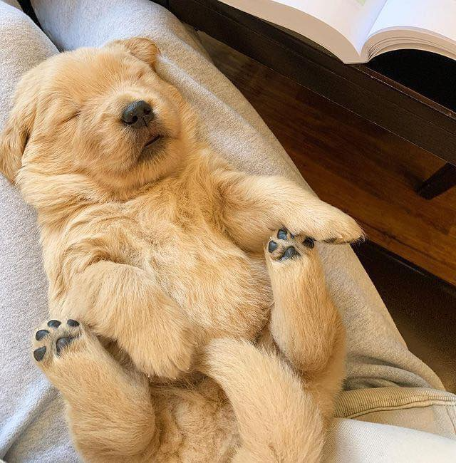 Thảo Luận truyện tranh Dị giới công chúa Online