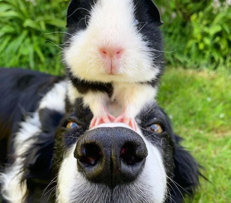 Gốc đánh giá truyện chữ Pháo hôi Vương gia nào dám làm càn [ xuyên thư ] Novel Online