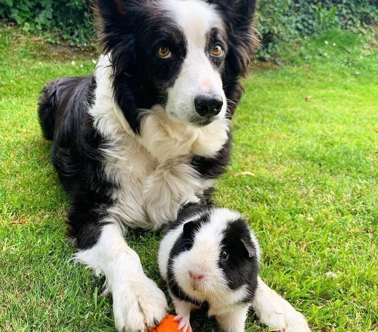 Tóm tắt truyện chữ Khô héo ái nhân   Novel Online