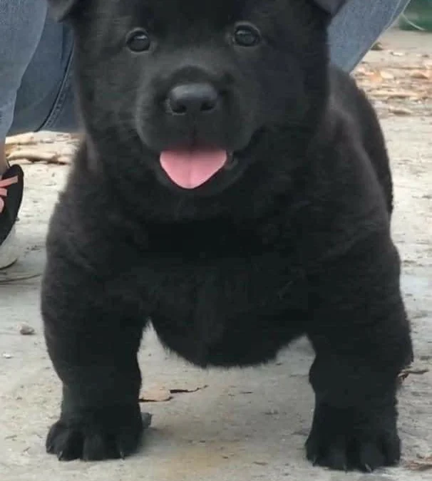 Review về  truyện chữ Chúc mừng đồ lười hỉ đương cha [ Trùng tộc ]   Novel Online