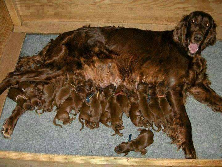 Review truyện tranh True Love Online