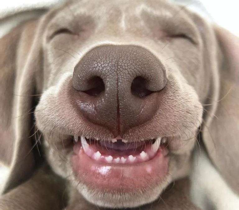 Review về  truyện chữ Cố tướng quân sủng thê thật lục ( trọng sinh ) Novel Online