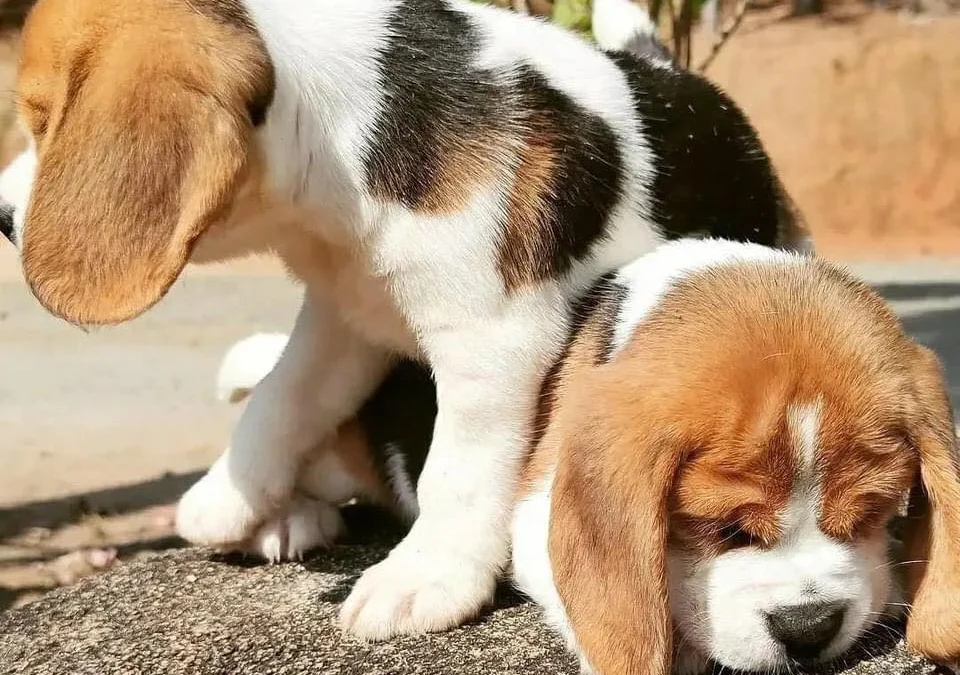 Review truyện tranh Eden – Một Thế Giới Vô Tận! Online